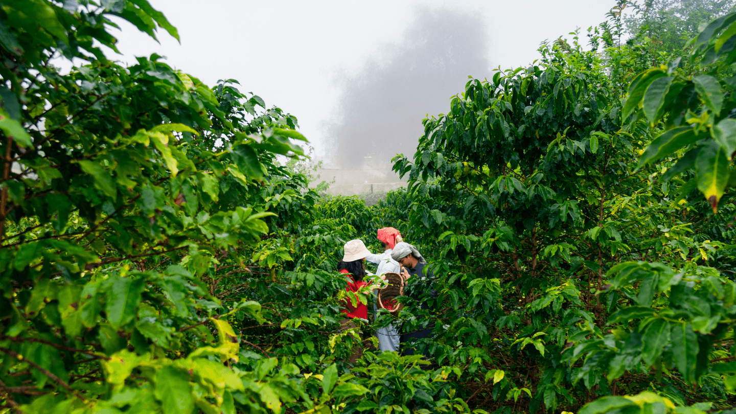 الباحة: هايك القرية ومزرعة القهوة مع مأكولات محلية
